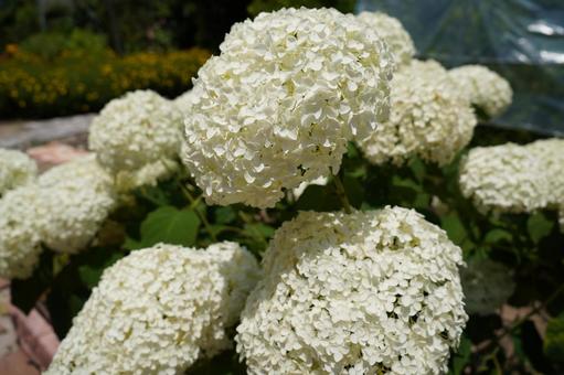 Hydrangea "Annabell", JPG Hydrangea "Annabell", JPG