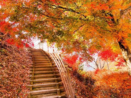 落ち葉の階段 紅葉,落ち葉,階段の写真素材