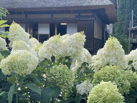 あじさい 白い花 田舎の風景 茅葺き屋根 あじさい 白い花 田舎の風景 茅葺き屋根の写真