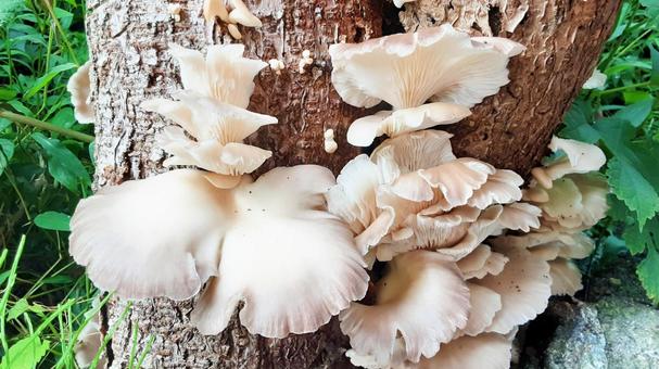 木に生えたキノコ・1 木に生えたキノコ・1 きのこ,菌類,野生の写真素材