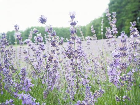 ラベンダー畑 富良野,北海道,ラベンダーの写真素材