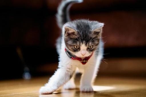 遊ぶ子猫 遊ぶ子猫 マンチカン,猫,子猫の写真素材