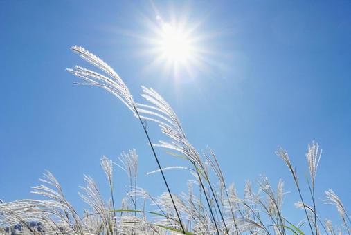 Silvergrass heads illuminated by the sun, rinse, ears, grass, JPG