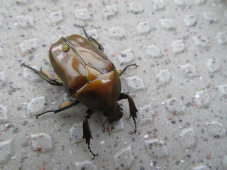 ベランダに迷い込んだカナブン ベランダに迷い込んだカナブンの写真