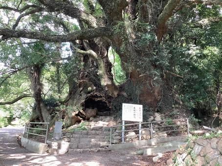 生樹の御門 生樹の御門 根っこ,門,木のトンネルの写真素材