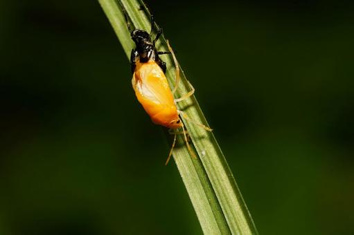 脱皮中のアカスジキンカメムシ 脱皮中のアカスジキンカメムシ 昆虫,虫,自然の写真素材
