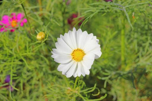 コスモス　花 花,コスモス,秋桜の写真素材