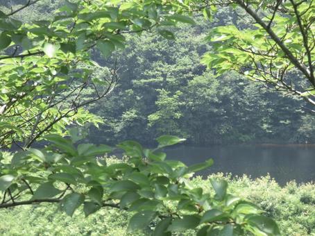 初夏の森と池 初夏の森と池の写真