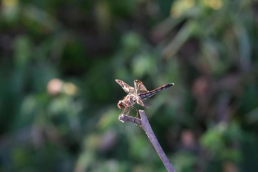 秋の畑のトンボ トンボ,とんぼ,蜻蛉の写真素材