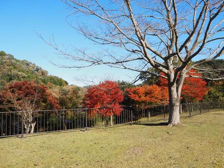 笹川湖の紅葉＆湖畔の楓の木（君津市） 秋,笹川湖,紅葉の写真素材