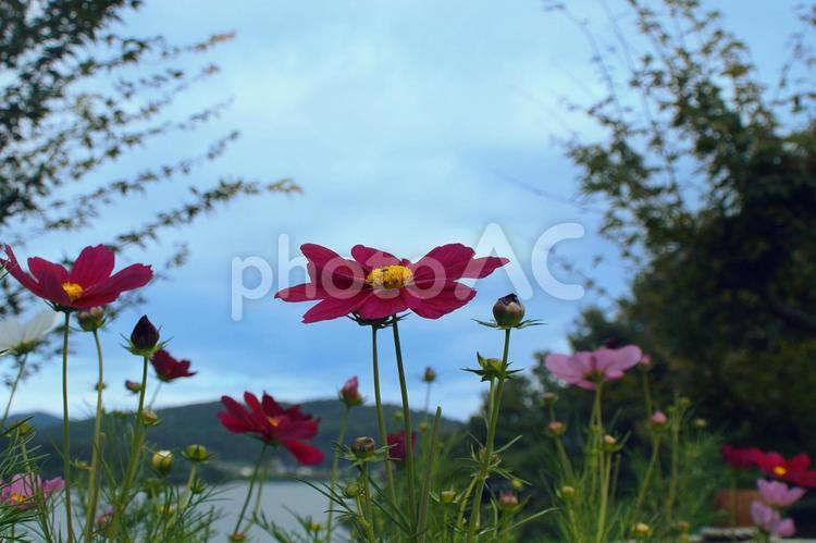 青空とコスモスのお花畑 コスモス,秋,秋桜の写真素材
