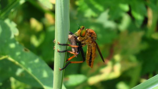 獲物を捕らえ、口吻を突き刺すシオヤアブ 獲物を捕らえ、口吻を突き刺すシオヤアブ シオヤアブ,ハエ目,ムシヒキアブ科の写真素材
