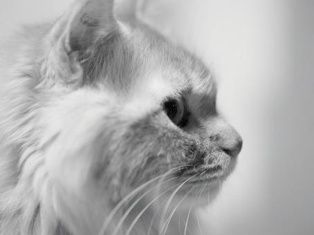 横向きの猫 横向きの猫の写真