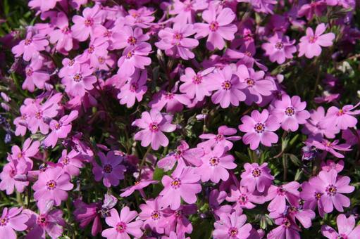 シバザクラ・芝桜 咲く風景 シバザクラ・芝桜 咲く風景 シバザクラ,花,5弁花の写真素材