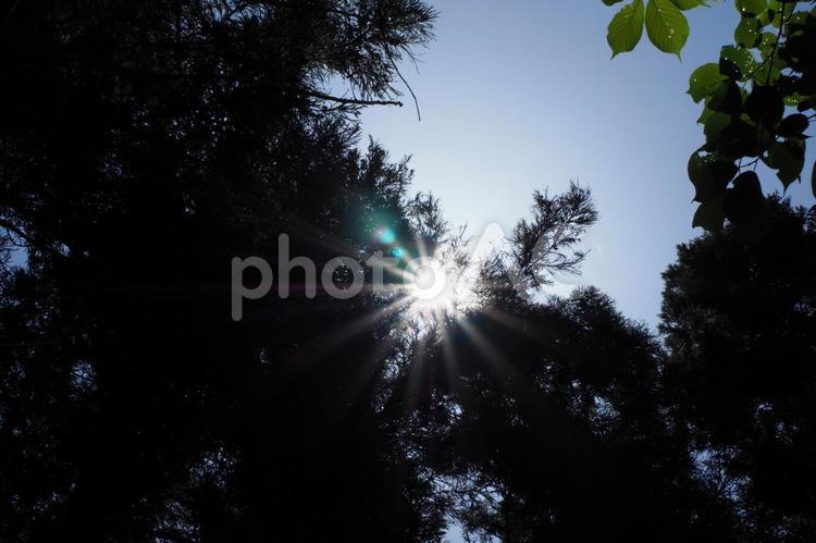 木漏れ日 木漏れ日,太陽,森の写真素材