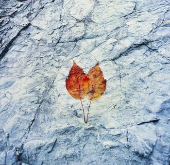 枯葉の化石、抽象1 枯葉の化石、抽象1の写真