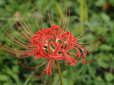 季節の花・彼岸花(曼珠沙華) 季節の花・彼岸花(曼珠沙華)の写真