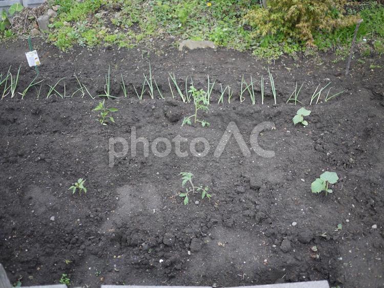 家庭菜園の野菜の苗 野菜,家庭菜園,畑の写真素材