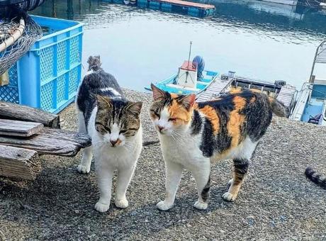 Fishing Village Cat, JPG