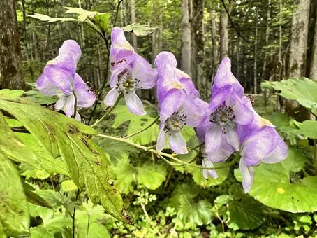エゾトリカブト エゾトリカブトの写真