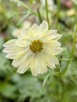 コスモスの花 4 コスモスの花 4 コスモス,黄色,花の写真素材