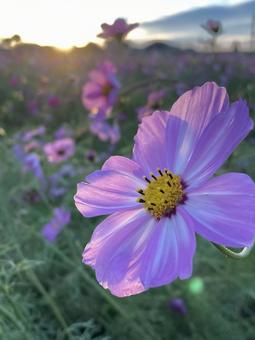 秋の夕暮れ時に咲きほこるコスモスの花 コスモス,秋桜,花の写真素材
