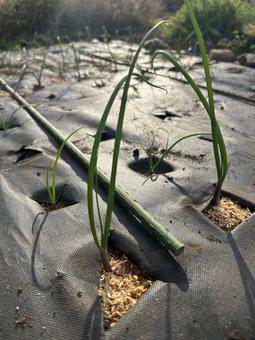 市民農園の玉ねぎ栽培 玉ねぎ,赤玉ねぎ,苗の写真素材