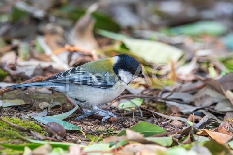 シジュウカラの森の散策 シジュウカラ,野鳥,地面の写真素材