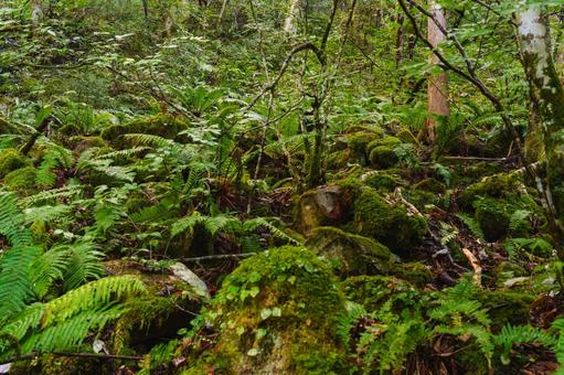 山奥の地表 林道,山道,シダの写真素材