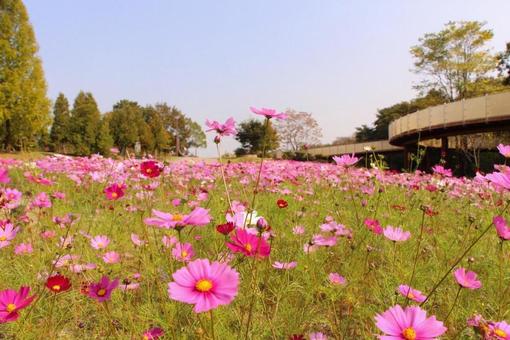 花畑 花畑 ピンク,ピンクの花,コスモスの写真素材