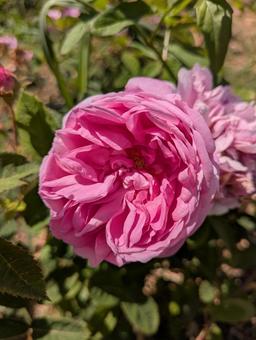 ピオニー ピオニー ピオニー,ピンク,花の写真素材