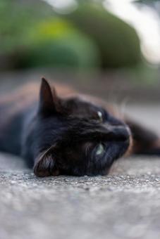 まどろむ黒猫 猫,黒猫,ねこの写真素材