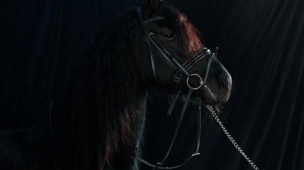 格好いい黒い馬の横顔 馬,馬の顔,アップの写真素材