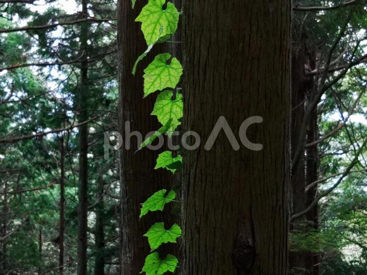 木に垂れ下がる葉 背景,風景,自然の写真素材