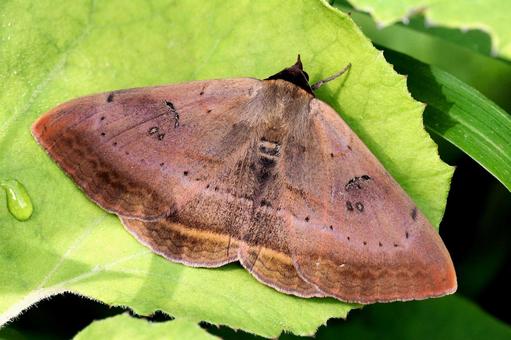 オスグロトモエ オスグロトモエの写真