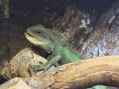 トカゲ トカゲの写真