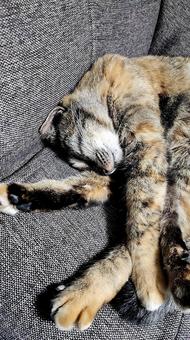 体が柔らかいのにゃ編 体が柔らかいのにゃ編の写真