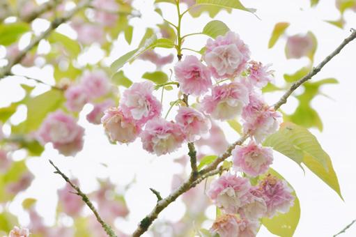 紅色の八重桜　妹背 妹背,桜,紅色の写真素材