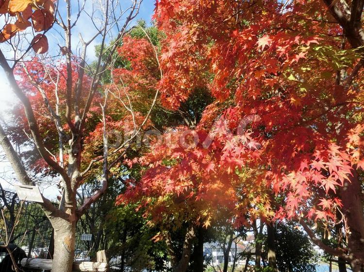 紅葉の季節 紅葉,もみじ,赤いの写真素材