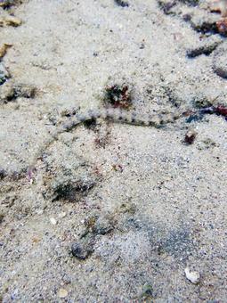 イシヨウジ 海,海の生き物,ダイビングの写真素材