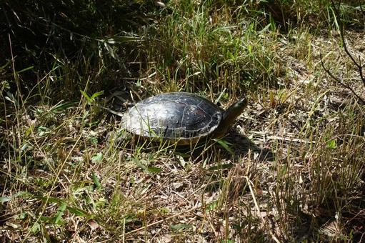 かめ かめ,亀,自然の写真素材