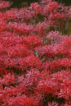 A lot of amaryllis and butterflies, JPG