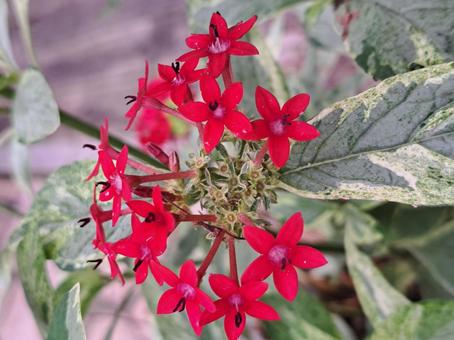 赤い花2 赤い花2 花,ガーデン,庭の写真素材