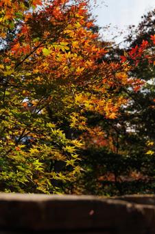 Autumn leaves beginning to change color, JPG