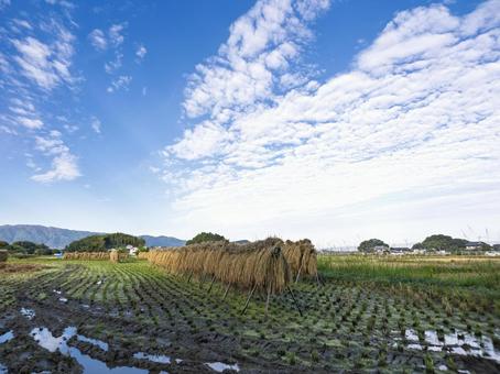 秋空にそよぐ稲わらの香り 稲刈り後,はさがけ,稲わらの写真素材
