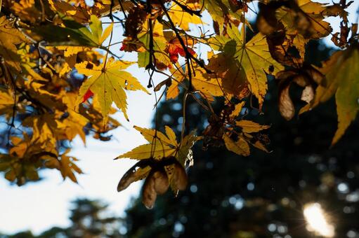 逆光に輝く黄色い紅葉とプロペラのような種 紅葉,黄葉,もみじの写真素材