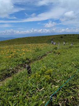 一面に咲く花 一面に咲く花 空,草原,花の写真素材