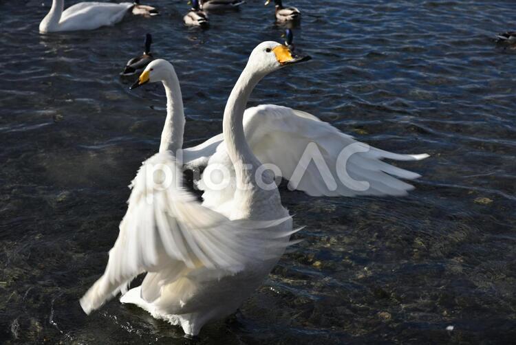 冬の屈斜路湖の野鳥 冬,屈斜路湖,野鳥の写真素材