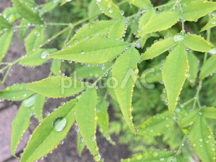 雨に濡れたはっぱ 雨,しずく,濡れたの写真素材