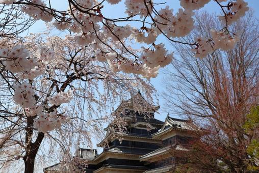 The castle tower and cherry blossoms in the Honmaru Gardens of Matsumoto Castle, a national treasure, in early April, JPG The castle tower and cherry blossoms in the Honmaru Gardens of Matsumoto Castle, a national treasure, in early April, JPG